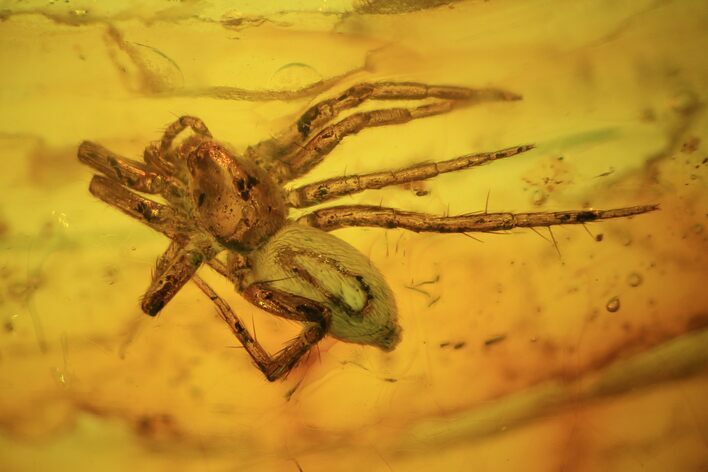 Fossil Spider (Aranea) In Baltic Amber #38890